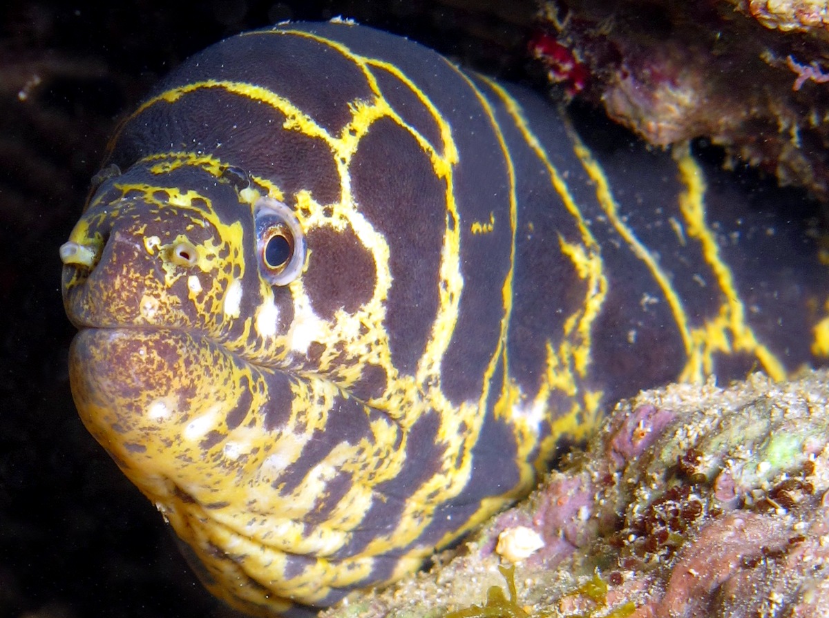 Chain Moray Eel